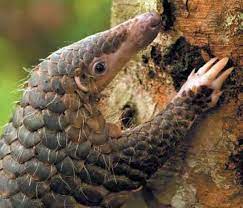 Pangolins What Are They Why Are They So Endangered And What Can We Do To Help The Independent The Independent