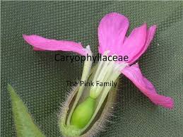 Image result for Caryophyllaceae