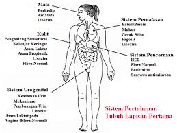 Kepentingan sistem pertahanan badan kuat ketika pandemik. Sistem Pertahanan Tubuh Nonspesifik Belajar Biologi