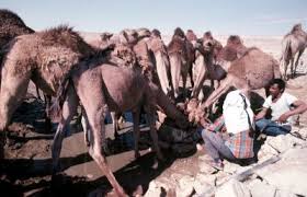Alternative fiber sources are another great alternative to the thirsty cotton crop. How Much Can A Camel Drink As He Bites Me Defenders Of The Catholic Faith Hosted By Stephen K Ray