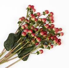 Image result for Hypericum