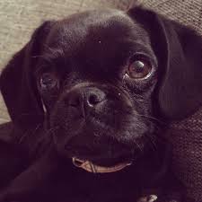 Black And Tan Pugalier Black Pugalier Puppy Cute Little Dogs Cavalier King Charles Dog Cute Animals