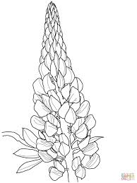 Click on the texas bluebonnet coloring page below to see it in its own window (close that window to return to this screen) or right click and save image to your hard drive to print from your own image software at your convenience. Lupin Coloring Page Flower Drawing Flower Line Drawings Lupine Flowers