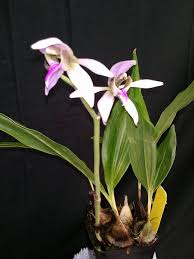 Image result for Ancistrochilus rothschildianus