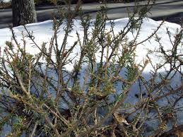 Beyond that, look for other ways to protect your garden and property from deer damage. Gardeners Frustrated With Heavy Deer Damage This Season Msu Extension