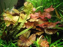 Image result for Nymphaea maculata