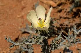 Image result for Argemone ochroleuca