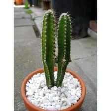 Small cactus plants that grow taller are actually not too tall. Acanthocereus Tetragonus Fairy Castle Cactus Buy Online Plants