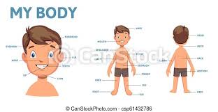 Learn these parts of body names to increase your vocabulary words in english. Vocabulary For Parts Of Male Body Boy Body With Description Flat Vector Illustration Horizontal Vocabulary For Parts Of Canstock