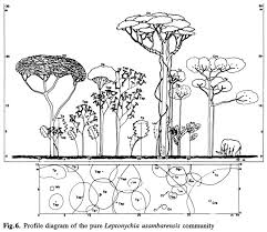Image result for Oxyanthus zanguebaricus