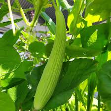 Image result for Cucumis meeusei