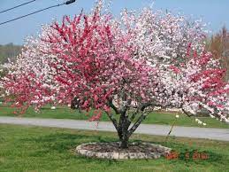 See trees with purple flowers, pink flowers, and white flowers and get basic care essentials and planting tips. 5 In 1 Peach Tree Fruits Peachtree Potted Trees Peach Trees Flowering Trees