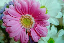 Flores de margaritas | Revista de Flores, Plantas, Jardinería, Paisajismo y  Medio ambiente