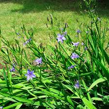 Image result for Aristea ecklonii