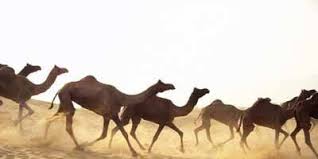 Image result for camel stampede
