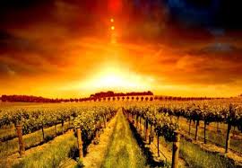 Collection by jason draper • last updated 11 weeks ago. Grape Plantation Other Nature Background Wallpapers On Desktop Nexus Image 1119016