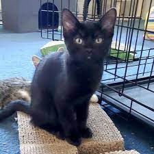 Adopt Azure On Petfinder Cat Adoption Cute Cats Photos Kitten Adoption