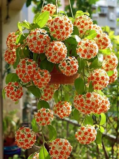 Ken Leonard | Wax plant (Hoya spp.) is a low-maintenance dream 🌼! Those  waxy leaves and sweet, fragrant flowers are a bonus. Here are some tips:  -... | Instagram
