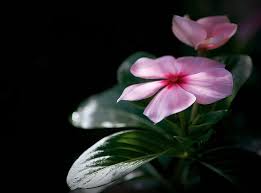 Find periwinkle pictures and periwinkle photos on desktop nexus. Hd Wallpaper Madagascar Periwinkle Aero Black Dark Flower Pink Japan Wallpaper Flare