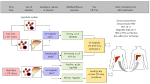 reactivation of hepatitis b after liver transplantation