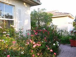 Having a small rose garden or several rose bushes scattered. Front Yard Rose Garden