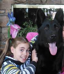 Maybe you would like to learn more about one of these? German Shepherds Nyc Akc German Shepherds Middletown Ny German Shepherd Breeder Ny New York Canine