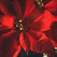Floral Christmas Centrepiece event image