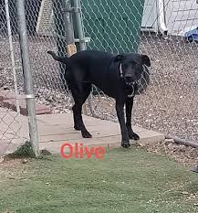 Ft Lupton Co Labrador Retriever Meet Olive A Dog For Adoption Pet Adoption Labrador Retriever Dog Adoption