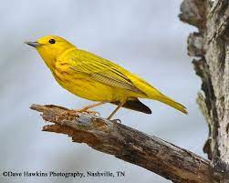 American goldfinches are popular birds with the males bright yellow and black coloring in spring. Tennessee Watchable Wildlife Yellow Habitat Water