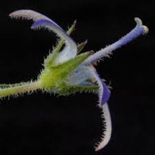 Image result for Wahlenbergia capitata