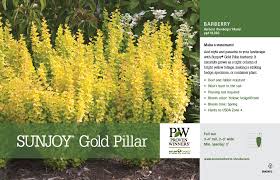 This narrow upright 4' shrub has showy golden leaves which are touched with tints red and orange when young. Berberis Sunjoy Gold Pillar Barberry 11x7 Variety Benchcard Proven Winners