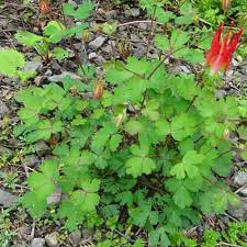 Image result for Ranunculaceae