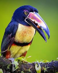 Image result for Ozoroa viridis