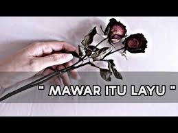 Saat hendak menyetek mawar, pilihlah batang yang panjang, kuat, dan sehat, artinya tidak ada bagian batang yang layu atau berwarna kecokelatan. Mawar Itu Layu Youtube