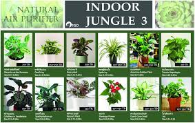 Compare 15,279 condos listed for sale in bangkok on the most popular real estate portal in thailand. Order Indoor Tropical Plants In Thailand Indoor Plant Catalog