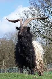 Valais Blackneck Wikipedia The Free Encyclopedia Goats Unusual Animals Animals With Horns