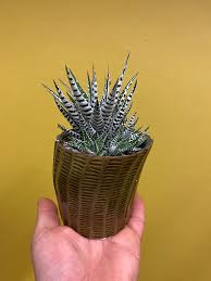 Image result for Harveya alba