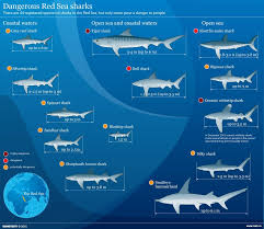 Dangerous Red Sea Sharks Sea Shark Shark Shark Facts