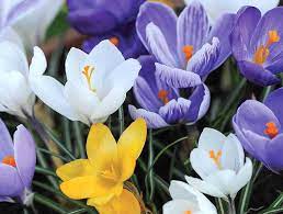Many species of bulbous plants are essential to the world as food and ornaments. Top 10 Spring Flowering Bulbs Thompson Morgan