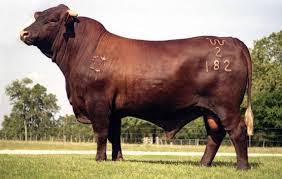Maybe you would like to learn more about one of these? Santa Gertrudis Cattle My Livestock World