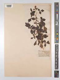 Image result for Searsia dentata