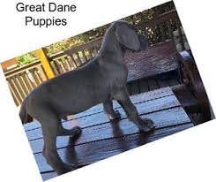 Great dane puppies pueblo colorado. Guard Dogs Great Dane For Sale In Oklahoma City Agriseek Com