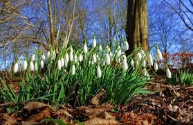 Ez most egy másmilyen hamvazószerda lesz. Hushagyokedd Hamvazoszerda Es Torkos Csutortok Mikor Nem Szabad Hust Enni Alon Hu