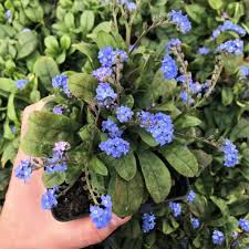 Image result for Limeum myosotis