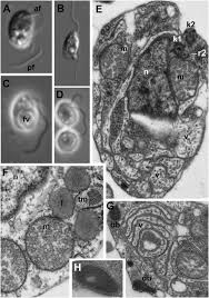 Image result for Heteromorpha involucrata