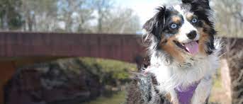 We did not find results for: Miniature American Shepherd All About Dogs Orvis