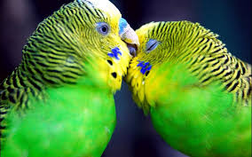 If you have your own one, just create an account on the website and upload a picture. Lovely Love Birds Wallpapers Hd Rmp3box