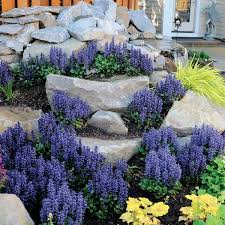 Image result for Ajuga