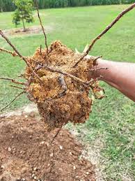 Kamus bahasa daerah lengkap terjemahan indonesia. Dusun Tok Bak Perkongsian Ilmu Akar Tunjang Bersimpul Facebook