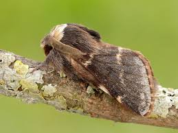 Moth —  môth  n. December Moth